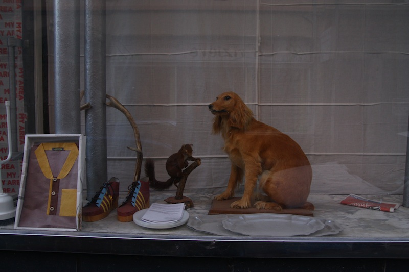 Buy a dog