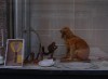 Buy a dog